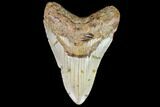 Fossil Megalodon Tooth - North Carolina #108896-1